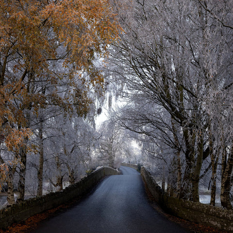 Bective Bridge with frosted trees during the cold snap of December 2022.