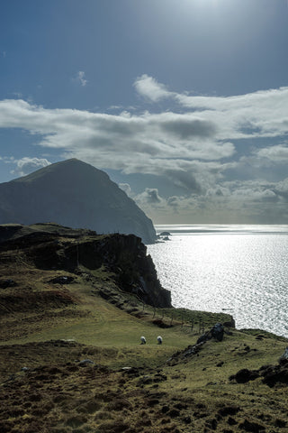 Sheep grazing at the top of the cliffs on Clare Island.