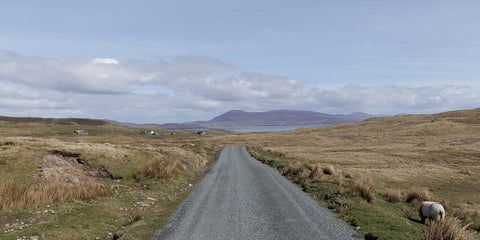 A sheep wandering near a road on Clare Island looking across to the mainland.