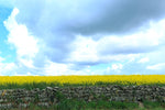 A field of yellow oil seed rape, a stone wall and a dramatic sky at Darver, Co. Louth.