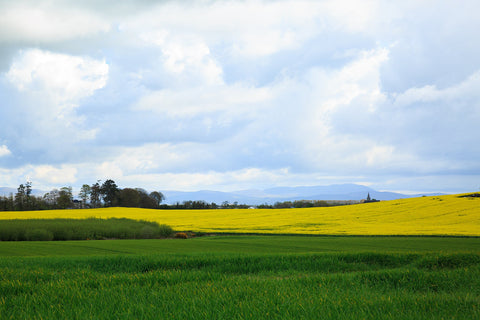 A field of yellow oil seed rape and a dramatic sky at Darver, Co. Louth