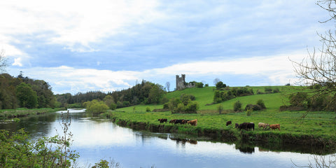 A calm river Boyne at Ardmulchan towards grazing cattle and the ruins of Dunmoe castle.