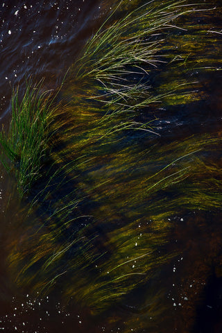 A detail of  reeds in the river Boyne at Kilcarn Bridge, Navan.