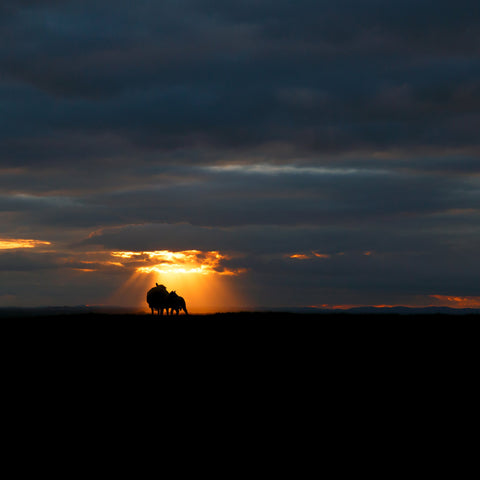A Sheep and her lamb looking at a blazing sunset on the Hill of Tara.