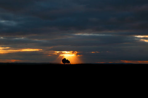 A sheep and her lamb looking at a blazing sunset on the Hill of Tara.