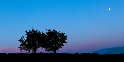 Two hawthorn trees on the Hill of Tara against the backdrop of a beautiful blue and pink sky with the moon beaming down upon them.