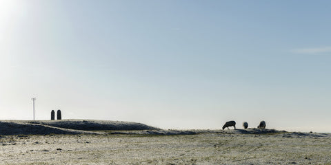 Sheep wander on the Hill of Tara.