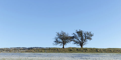 Two hawthorn trees on the Hill of Tara.