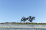 Two hawthorn trees on the Hill of Tara on a frosty December morning.