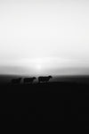 Tommy, Hector and Laurita.  Three sheep and a beautiful Tara sunset in black and white. This is one of my all-time favourite images. 