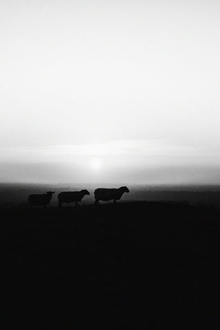 Tommy, Hector and Laurita.  Three sheep and a beautiful Tara sunset in black and white. This is one of my all-time favourite images. 
