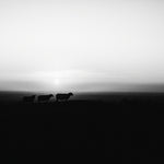 Tommy, Hector and Laurita.  Three sheep and a beautiful Tara sunset. This is one of my all-time favourite images. 