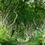 The Dark Hedges of Antrim. This beautiful avenue of beech trees were planted in the 18th Century to impress visitors as they arrived to the Stuart family residence.