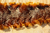 Seaweed at Trá na Rossan, Co. Donegal.  